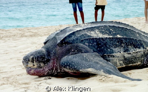 Taken a while ago, just found the pics. Giant leatherback... by Alex Klingen 